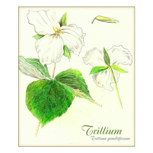 600x600 sprint wildflowers trillium art nature center - Trillium Drawing
