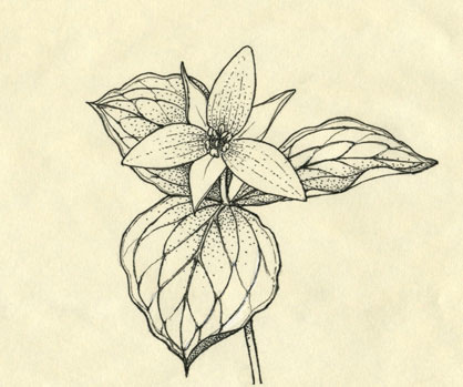 418x349 Trillium - Trillium Drawing