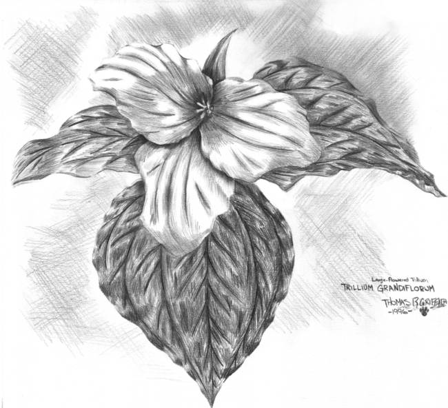 650x592 Trillium - Trillium Drawing