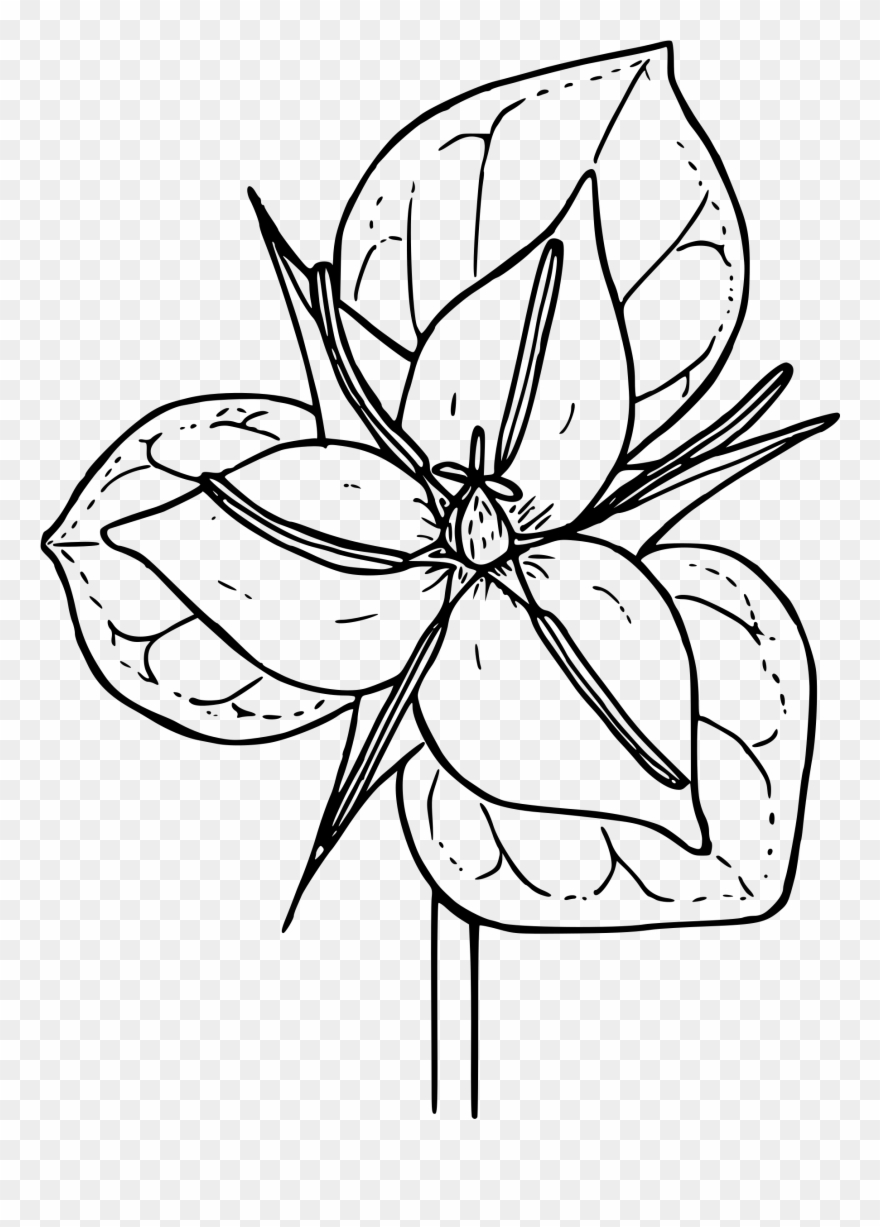 880x1227 Trillium Drawing Clipart Transparent - Trillium Drawing