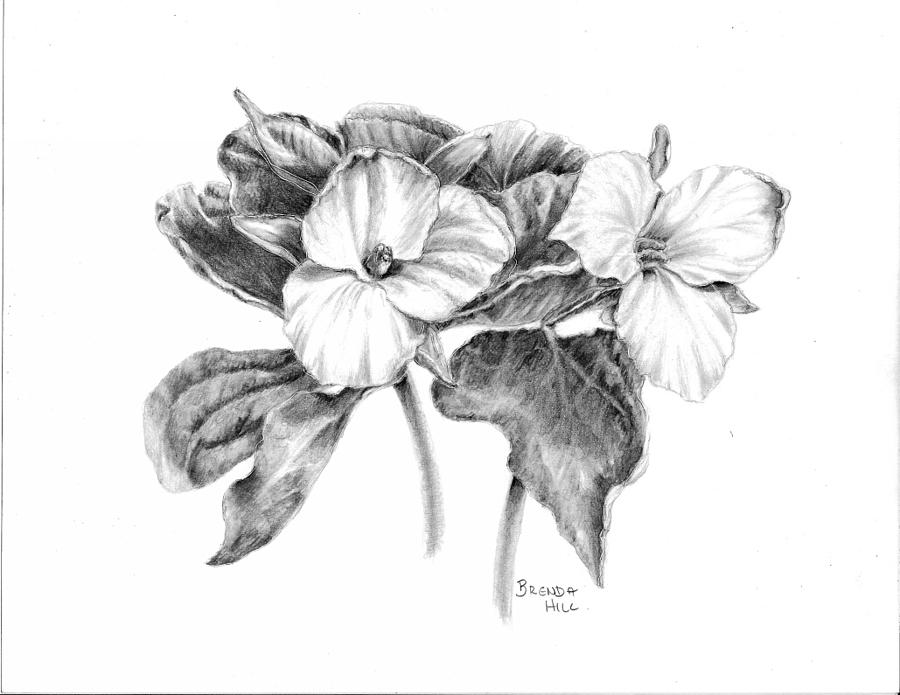 900x695 Trillium Drawing - Trillium Drawing