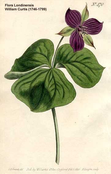 362x568 Trillium Erectum Plant Drawing Botanical Drawings, Flower Art - Trillium Drawing
