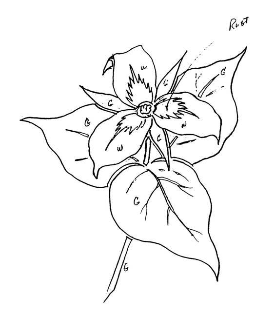 564x650 Trillium Flower Drawing - Trillium Drawing