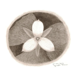 300x300 Trillium Grandiflorum Drawing - Trillium Drawing