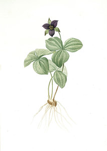 213x300 Trillium Rhomboideum, Trillium Erectum Trillium Rhomboidal Drawing - Trillium Drawing