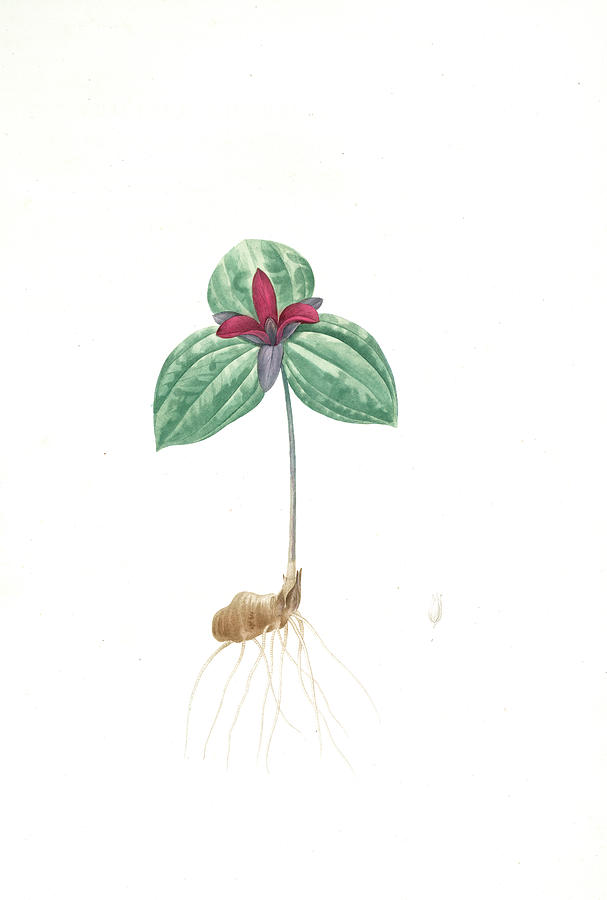 607x900 Trillium Sessile, Trillium Sessile, Wood Lily Birthroot Drawing - Trillium Drawing