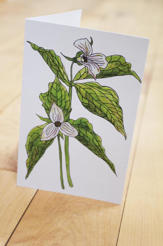 570x857 Trillium Spring Ephemeral Wildflower Card Etsy - Trillium Drawing