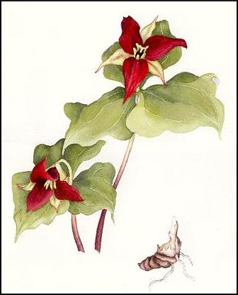 336x416 Trillium Erectum Linnaeus - Trillium Drawing