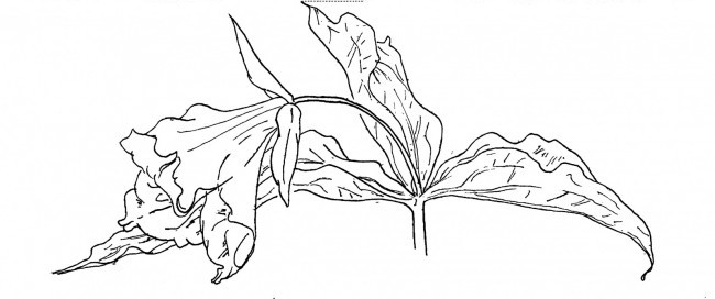 650x272 Trillium Grandiflorum - Trillium Drawing