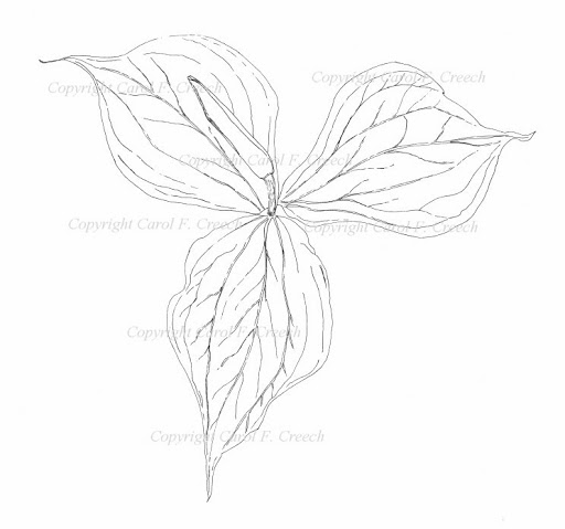 512x479 trillium line drawings in ink carol f creech, artist maker - Trillium Drawing