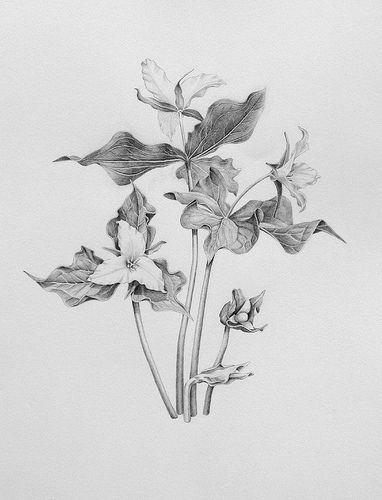 382x500 Trillium Ovatum Better Version Ink Flower Line Drawings - Trillium Drawing