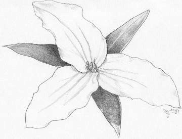 360x275 Trillium Pencil Sketch Of Flower - Trillium Drawing