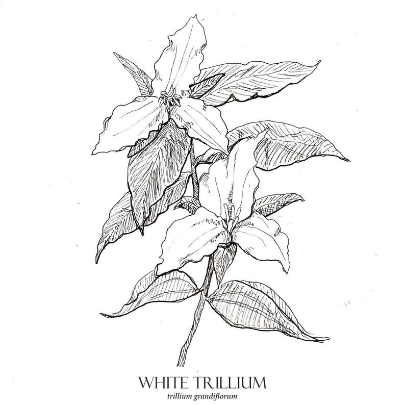 794x794 White Trillium Print Flower Art Botanical Illustration Wall Etsy - Trillium Drawing