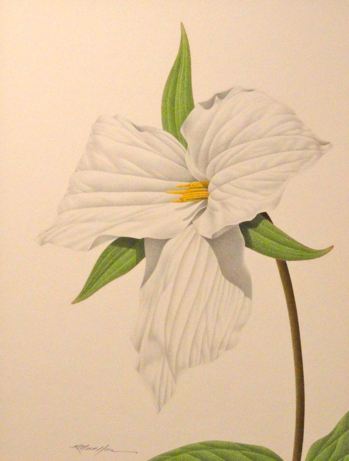 688x909 Trillium Drawing - Trillium Drawing