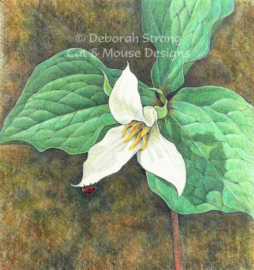 500x530 Trillium Drawing - Trillium Drawing