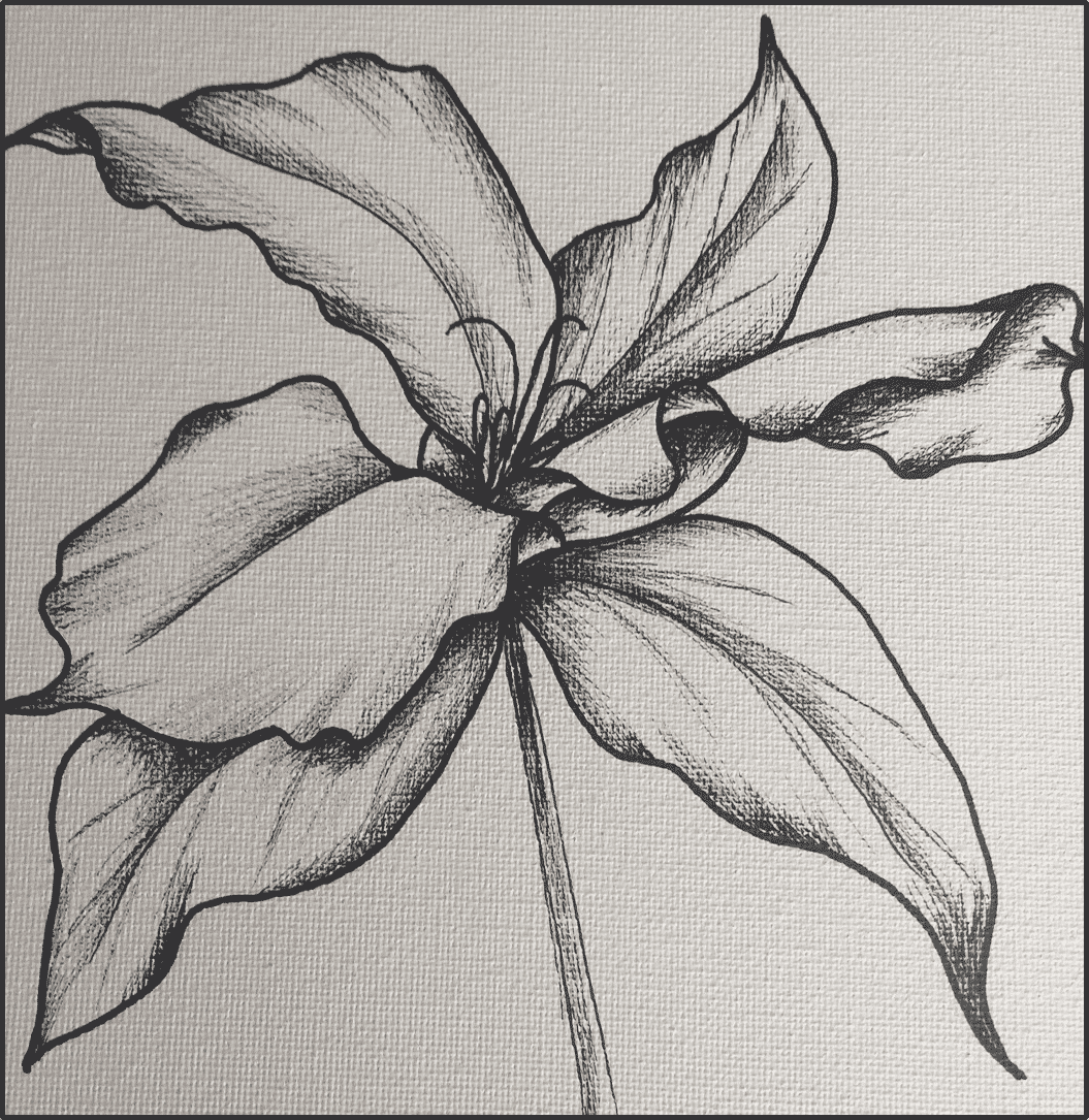1055x1085 drawing nature with pen and ink northport arts association - Trillium Drawing