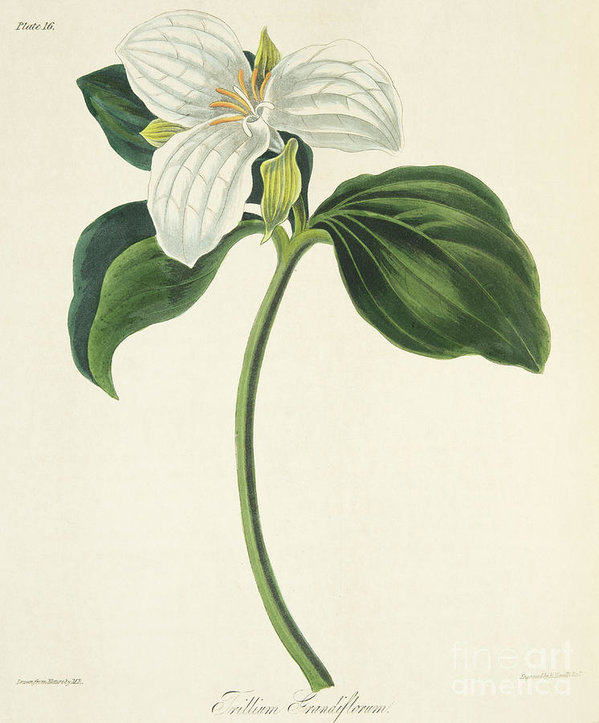 599x723 Large Flowered Trillium Poster - Trillium Drawing