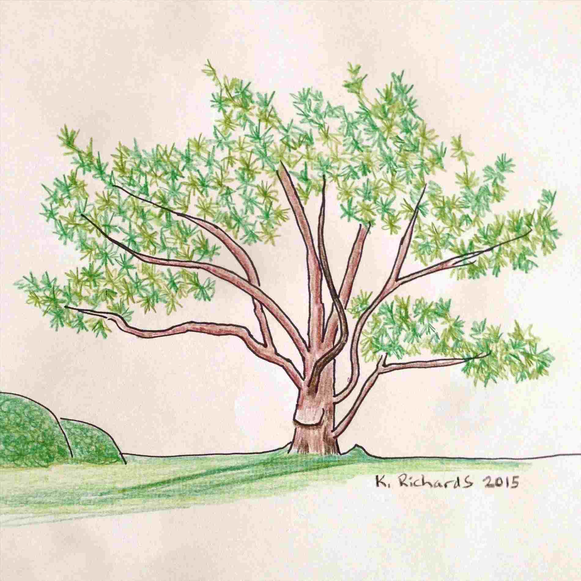 1900x1900 Tree Drawing Displaying Ue Images For Trippy Rhcom - Trippy Tree Drawing