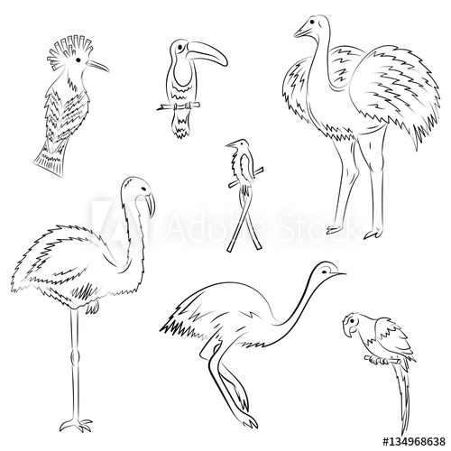 500x500 hand drawn exotic tropical birds doodle drawings of parrot - Tropical Bird Drawing