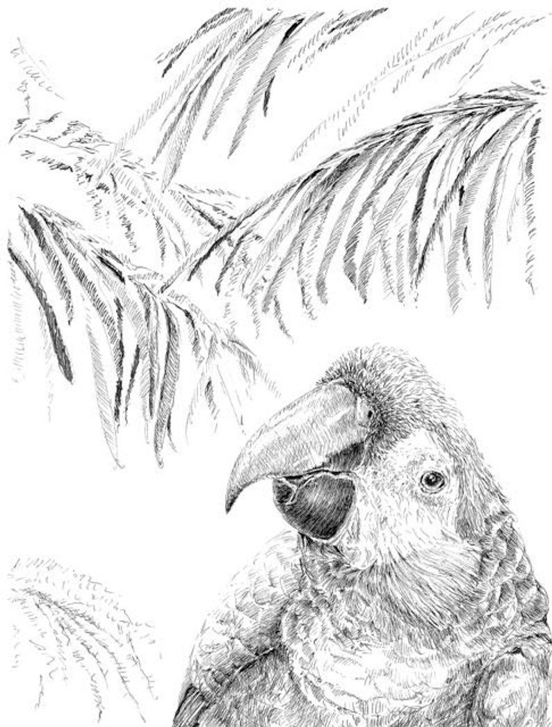 794x1046 Pen And Ink Birds Large Parrot Drawing Black And White Art Etsy - Tropical Bird Drawing