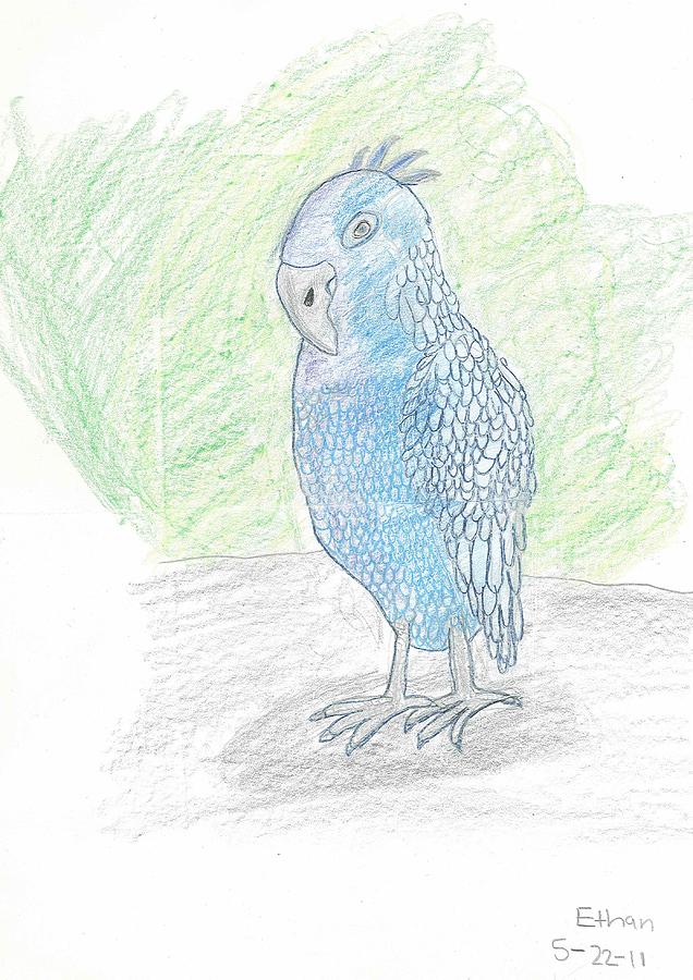 636x900 tropical bird drawing - Tropical Bird Drawing