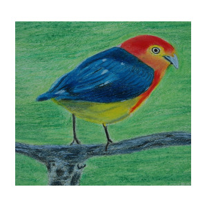 300x300 tropical bird drawing - Tropical Bird Drawing