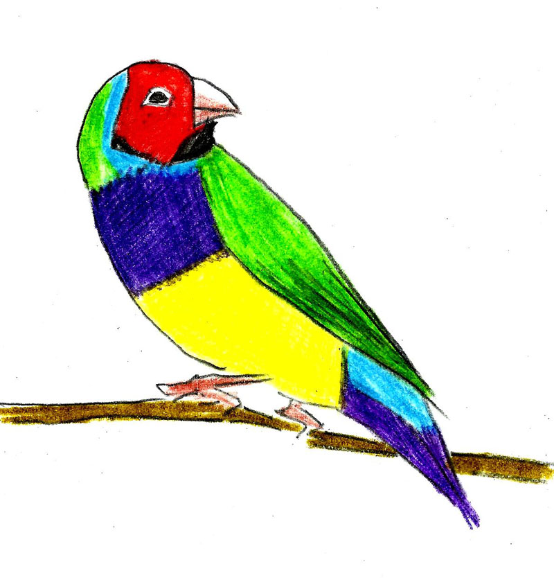800x834 tropical bird drawing - Tropical Bird Drawing