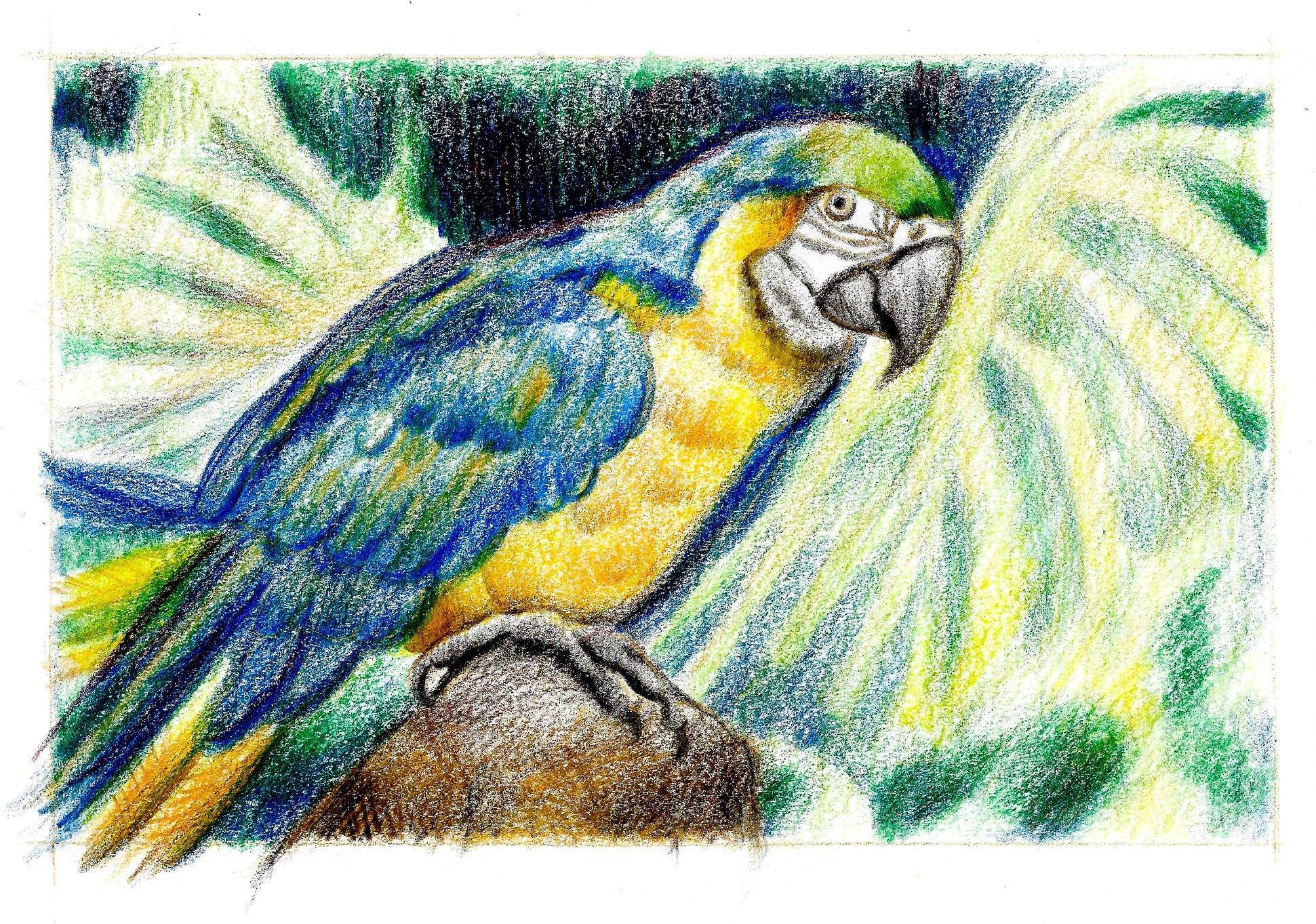 1941x1363 tropical bird drawingemphasis on creating spacial depth textures - Tropical Bird Drawing