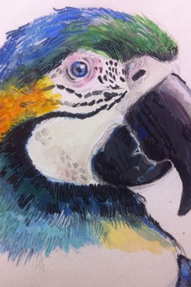 640x960 tropical bird drawings - Tropical Bird Drawing