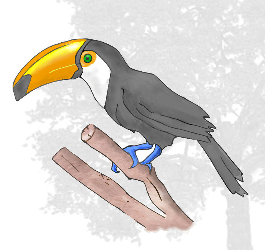 920x869 tropical bird drawing - Tropical Bird Drawing