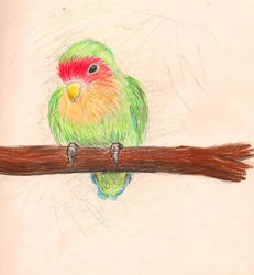 231x250 drawing of a tropical bird whose name i forget - Tropical Bird Drawing