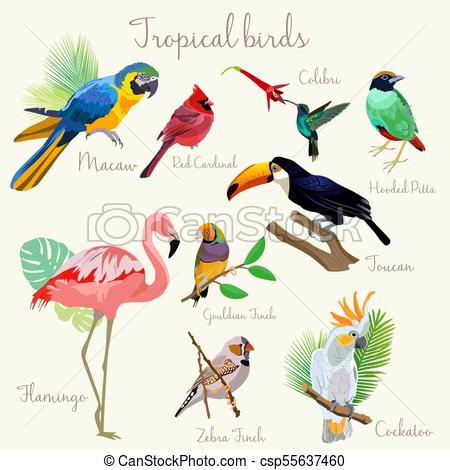 450x470 bright color exotic tropical birds set isolated - Tropical Bird Drawing