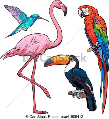 430x470 colorful exotic tropical birds - Tropical Bird Drawing