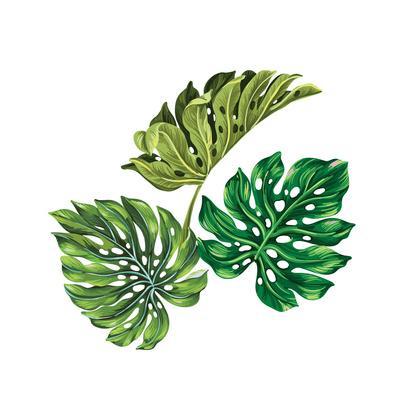 400x400 Vector Tropical Palm Leaves Realistic Drawing In Vintage Style - Tropical Drawing