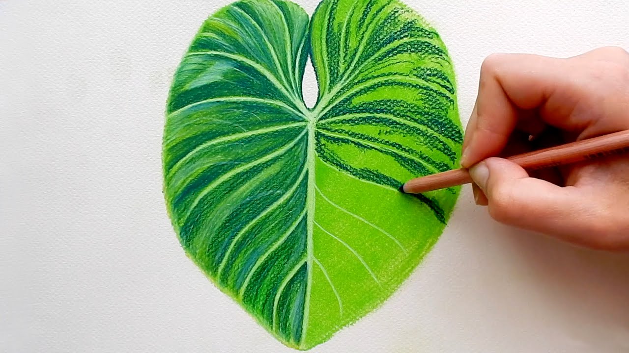 1280x720 Timelapse Drawing A Tropical Leaf With Faber Castell Soft - Tropical Drawing