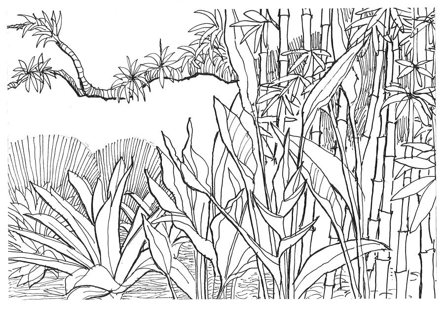 900x627 tropical blend drawing - Tropical Drawing