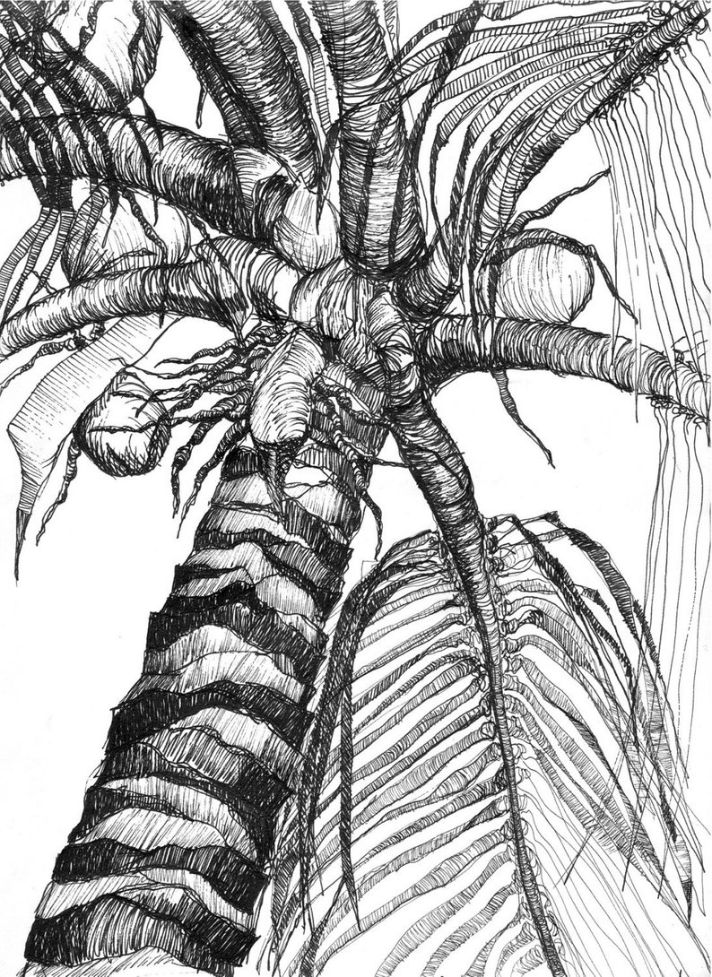 Tropical Drawing at Explore collection of Tropical