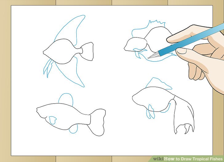 728x529 How To Draw Tropical Fishes Steps - Tropical Fish Drawing