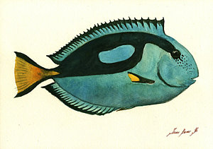 300x211 Tropical Fish Drawing Paintings Fine Art America - Tropical Fish Drawing