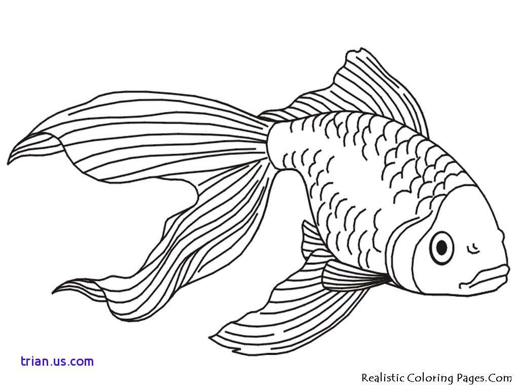 tropical-fish-drawing-at-paintingvalley-explore-collection-of-tropical-fish-drawing