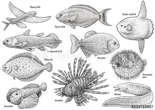 500x354 Tropical Fish Collection Illustration, Drawing, Engraving, Ink - Tropical Fish Drawing