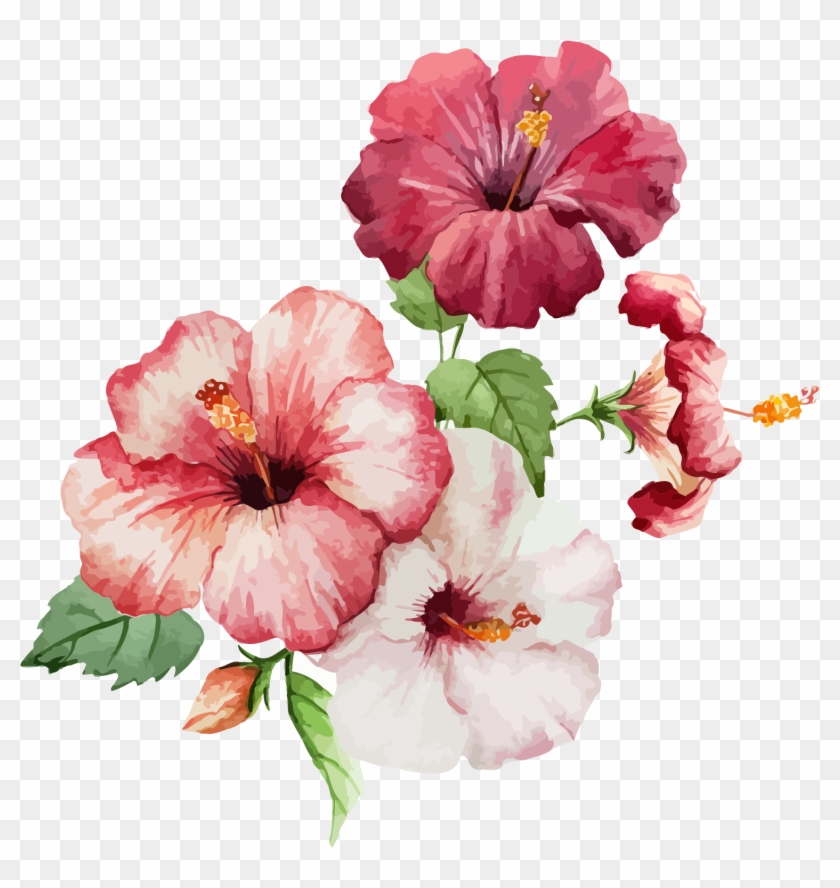 840x888 Hibiscus Flower Drawing Watercolor Painting - Tropical Flower Drawing
