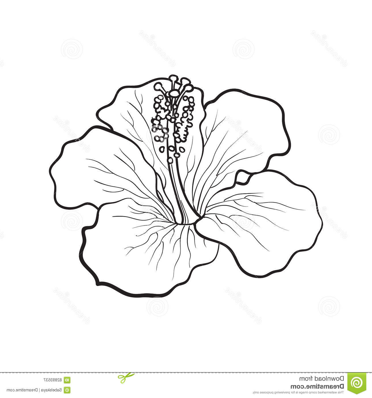 1300x1390 Plumeria Drawing Tropical Flower For Free Download - Tropical Flower Drawing