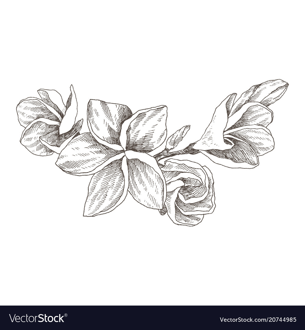 1000x1080 Plumeria Flowers Drawing Sketch And Hand Drawn Sketch Tropical - Tropical Flower Drawing
