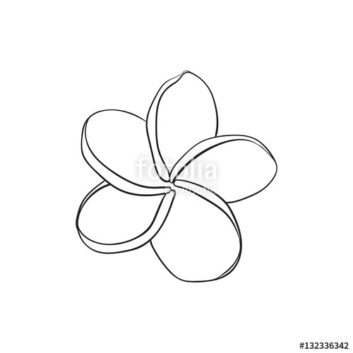 500x500 single plumeria, frangipani tropical flower, sketch style vector - Tropical Flower Drawing