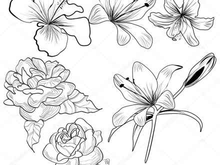 440x330 Tropical Flower Drawings Free Download Clip Art - Tropical Flower Drawing