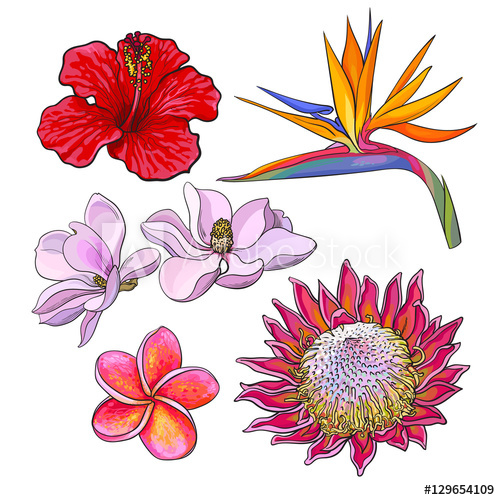 500x500 Tropical Flowers - Tropical Flower Drawing