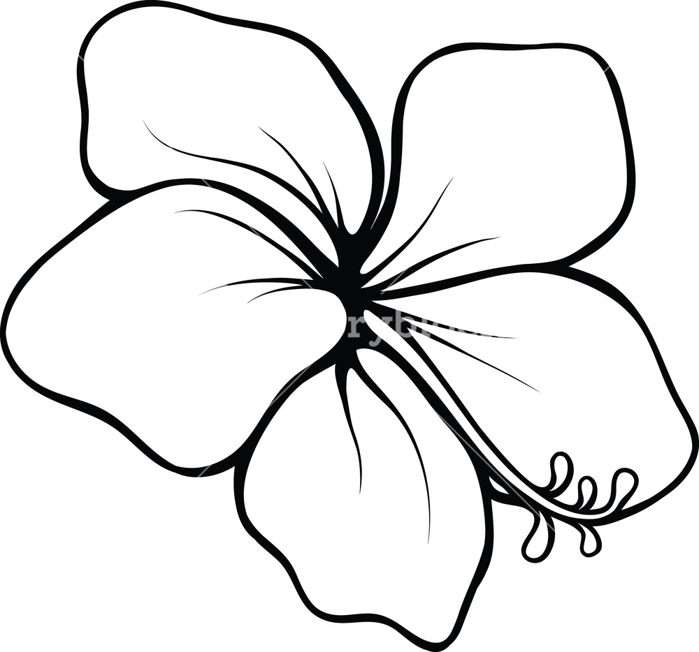 1000x934 Vector Tropical Flower Royalty Free Stock Image - Tropical Flower Drawing