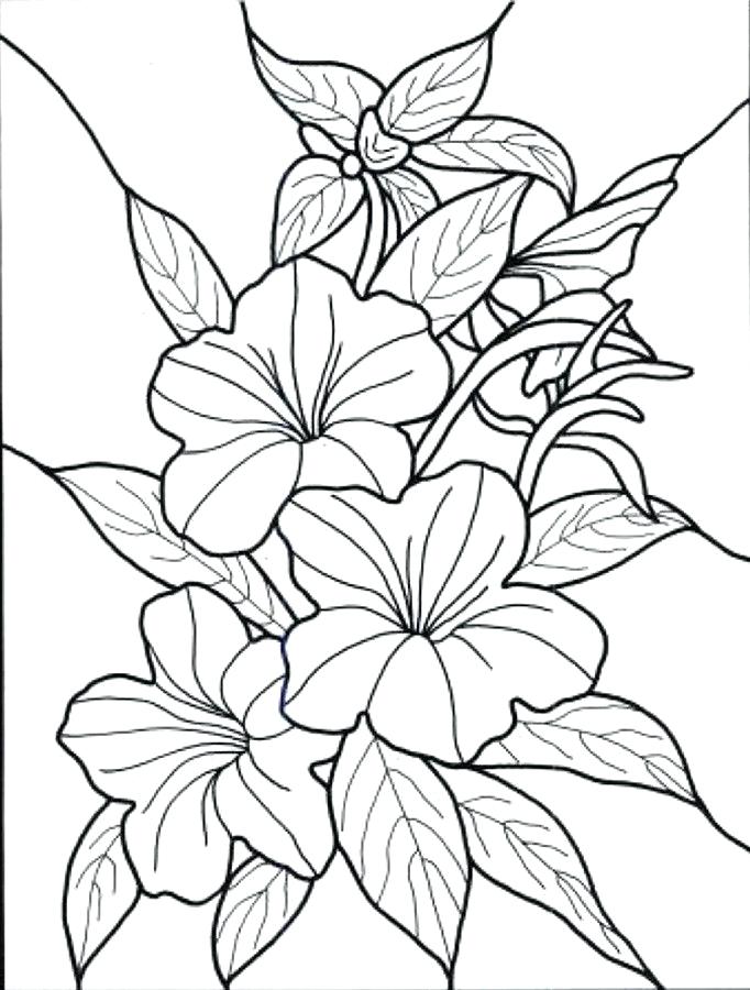 682x900 Flower Drawings For Coloring - Tropical Flower Drawing