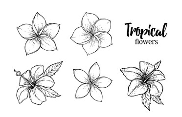 372x240 Tropical Flower Photos, Royalty Free Images, Graphics, Vectors - Tropical Flower Drawing